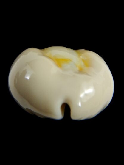 Monetaria obvelata ..Big size ... 25.05 mm Gem-76655