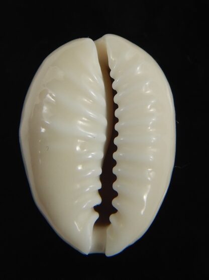 Monetaria obvelata ... 23.32 mm Gem-76679