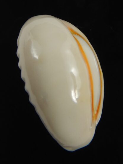 Monetaria obvelata ... 23.32 mm Gem-76681