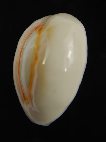 Monetaria obvelata ... 23.32 mm Gem-76680