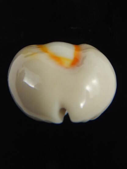 Monetaria obvelata ... 23.32 mm Gem-76683