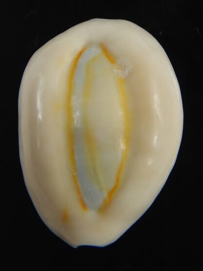 Monetaria obvelata ... 23.02 mm Gem-76665