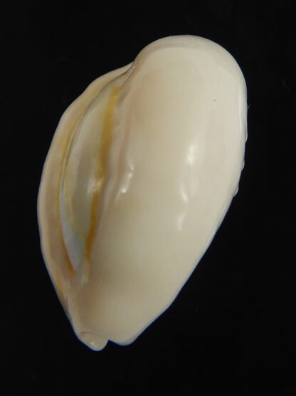 Monetaria obvelata ... 23.02 mm Gem-76667