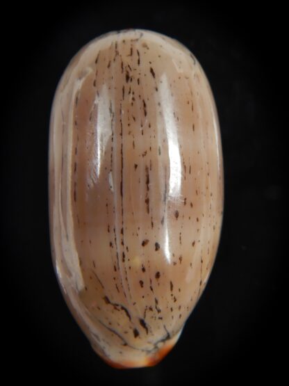 Luria isabella isabella...VERY Big size.. 38.20 mm Gem-76625