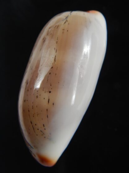 Luria isabella isabella...VERY Big size.. 38.20 mm Gem-76631
