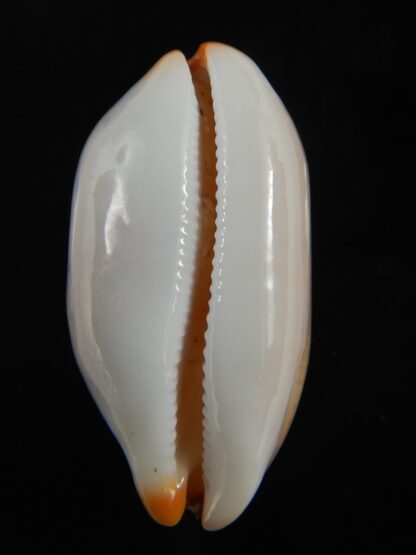 Luria isabella controversa 31.92 mm Gem-76598