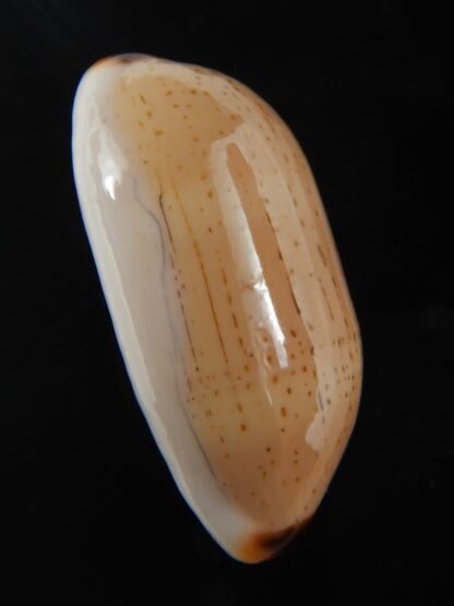 Luria isabella controversa 31.92 mm Gem-76599
