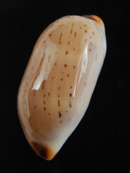 Luria isabella controversa 31.92 mm Gem-76600