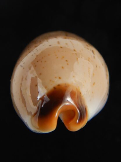Luria isabella controversa 31.92 mm Gem-76601