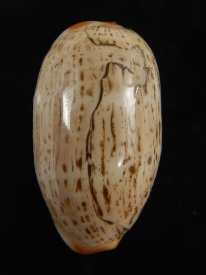 Luria isabellamexicana 30.82 mm Gem-76637