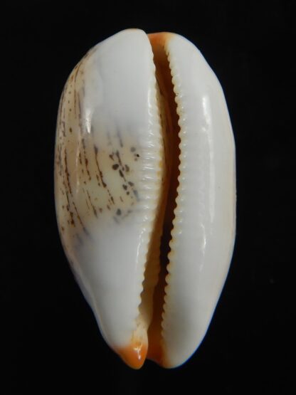 Luria isabellamexicana 30.82 mm Gem-76638