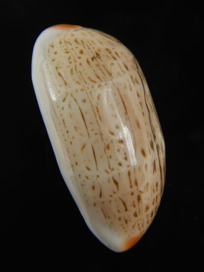 Luria isabellamexicana 30.82 mm Gem-76639