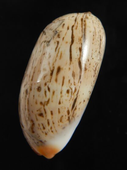 Luria isabellamexicana 30.82 mm Gem-76640