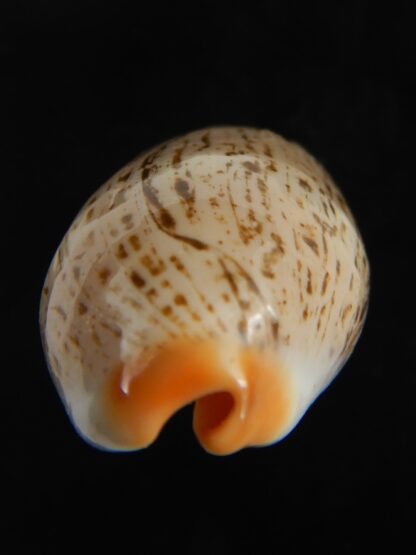 Luria isabellamexicana 30.82 mm Gem-76641