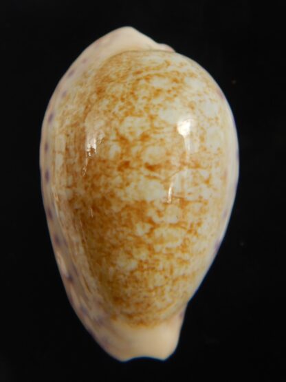 Ovatipsa chinensis variolaria kwazulu 36.72 mm Gem -76731