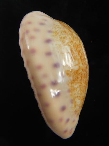 Ovatipsa chinensis variolaria kwazulu 36.72 mm Gem -76733