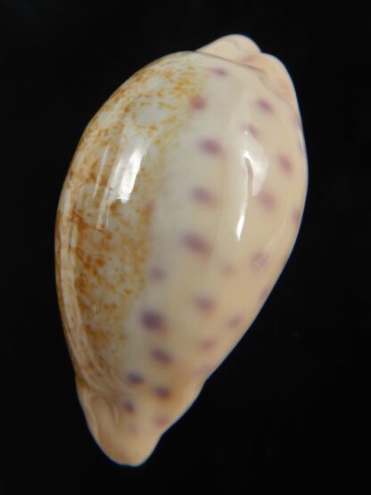 Ovatipsa chinensis variolaria kwazulu 36.72 mm Gem -76734