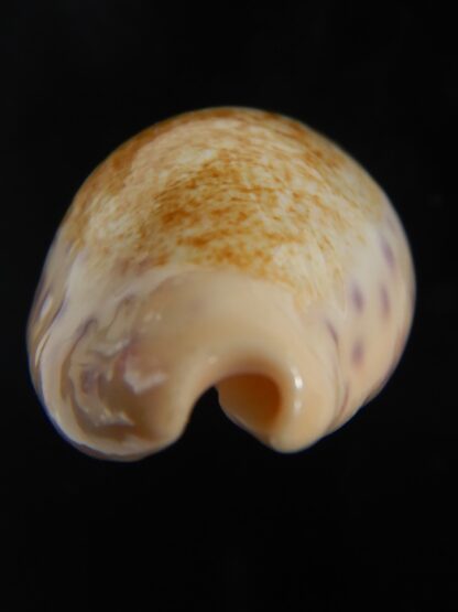 Ovatipsa chinensis variolaria kwazulu 36.72 mm Gem -76735