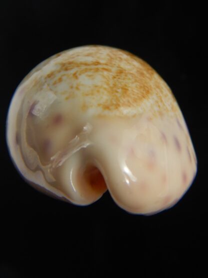 Ovatipsa chinensis variolaria kwazulu 36.72 mm Gem -76730