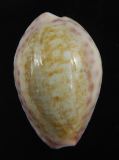 Ovatipsa chinensis variolaria 30.71 mm Gem-76701