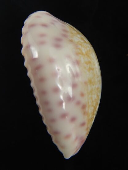 Ovatipsa chinensis variolaria 30.71 mm Gem-76703