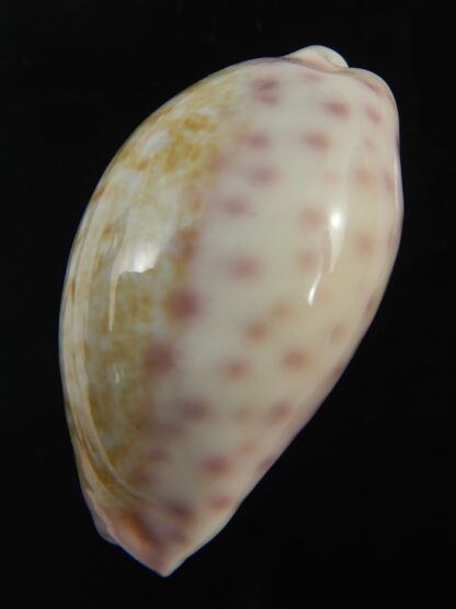 Ovatipsa chinensis variolaria 30.71 mm Gem-76705