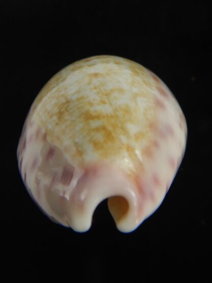 Ovatipsa chinensis variolaria 30.71 mm Gem-76704