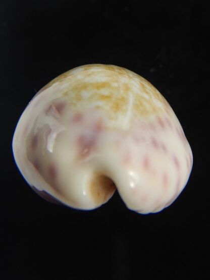 Ovatipsa chinensis variolaria 30.71 mm Gem-76706