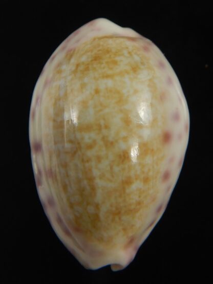 Ovatipsa chinensis variolaria 30.87 mm Gem-76715