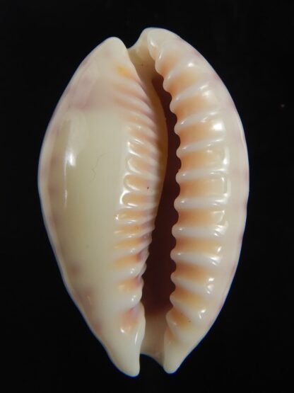 Ovatipsa chinensis variolaria 30.87 mm Gem-76716