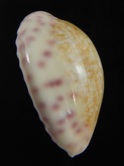 Ovatipsa chinensis variolaria 30.87 mm Gem-76717