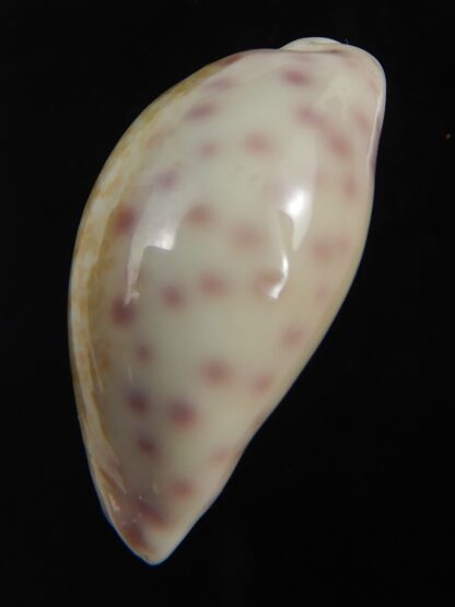 Ovatipsa chinensis variolaria 30.87 mm Gem-76718