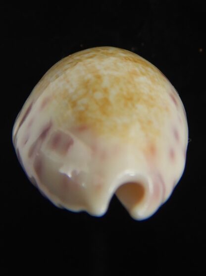 Ovatipsa chinensis variolaria 30.87 mm Gem-76719