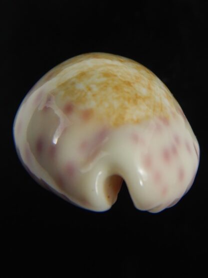 Ovatipsa chinensis variolaria 30.87 mm Gem-76720