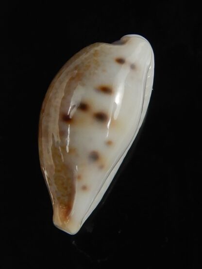 Erronea fernandoi 21,4 mm Gem-76283