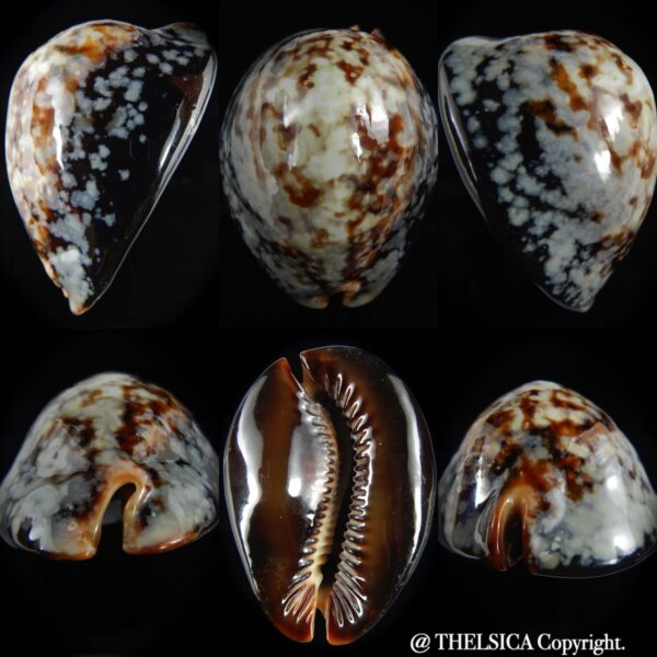 Mauritia mauritiana ..SP Colour...79.47 mm Gem (-) -0