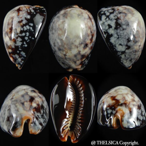 Mauritia mauritiana ..SP Colour... 66.55 mm Gem (-)-0