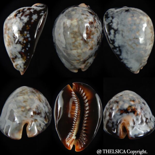 Mauritia mauritiana ..SP Colour... 65.69 mm Gem (-) -0