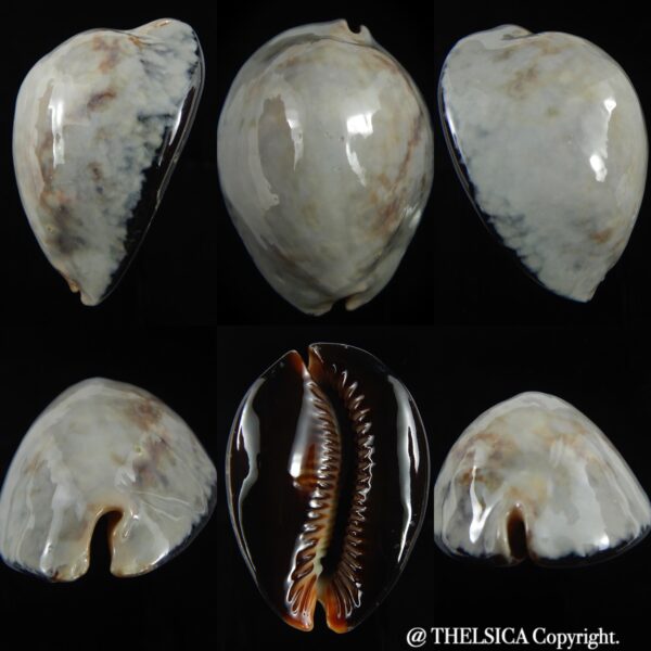 Mauritia mauritiana ..SP Colour... 65.20 mm F+++/Gem -0