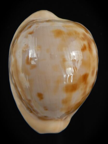 Cypraeovula castanea latebrosa ..Big size ... 34.59 mm Gem-76744