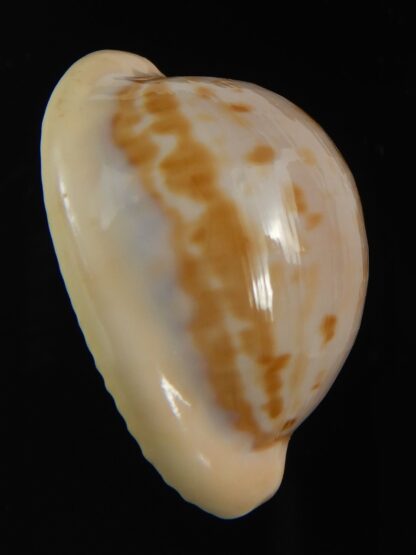 Cypraeovula castanea latebrosa ..Big size ... 34.59 mm Gem-76749