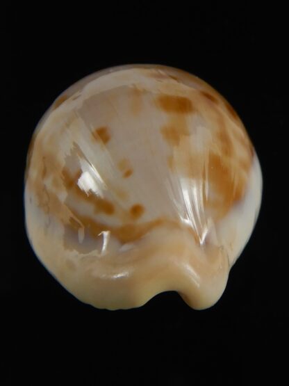 Cypraeovula castanea latebrosa ..Big size ... 34.59 mm Gem-76747