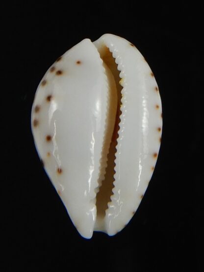 Cribrarula astaryi lefaiti 19.69 mm Gem-76296