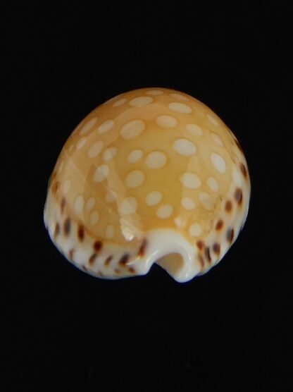 Cribrarula astaryi lefaiti 19.69 mm Gem-76295