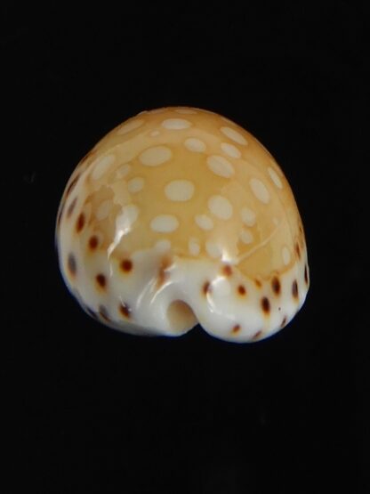 Cribrarula astaryi lefaiti 19.69 mm Gem-76298