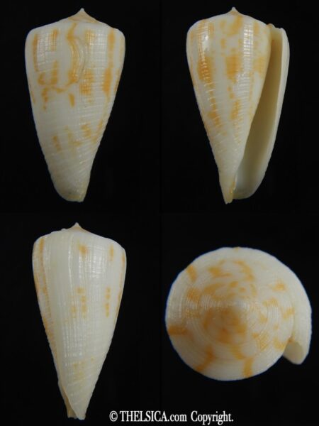 Eremiconus colmani 48.05 mm F++/F+++-0