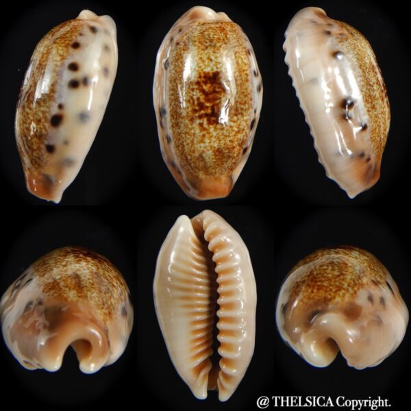 Erronea caurica chrismeyeri 30.96 mm Gem-0