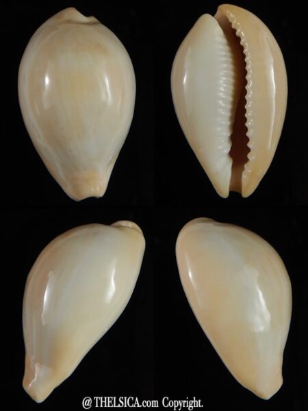 Erronea nymphae 38,07 mm Gem-0