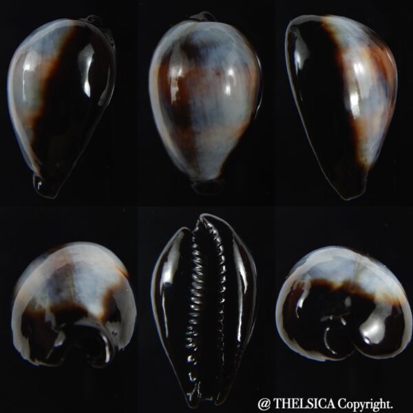 Erronea onyx onyx " SP pattern" 39.56 mm Gem-0