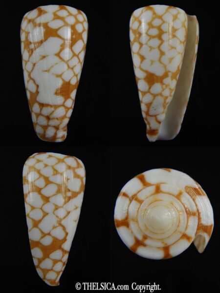Eugeniconus cordigera 41.81 mm Gem -0
